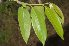 Casearia elliptica